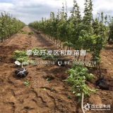 梨树苗出售 梨树苗价格 梨树苗基地、