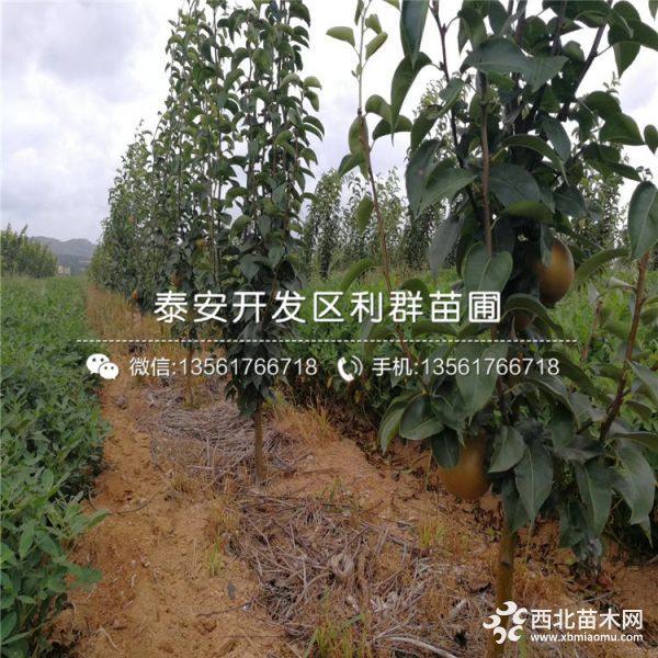 山东梨树苗 山东梨树苗价格 山东梨树苗基地