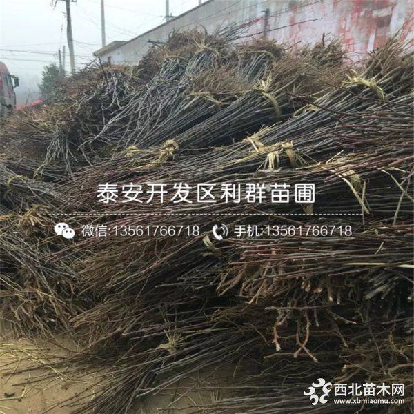 矮化梨树苗、矮化梨树苗多少钱一棵、矮化梨树苗基地