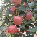 早熟蘋(píng)果樹(shù)苗哪里賣(mài)-紅肉蘋(píng)果樹(shù)苗哪里出售-2公分蘋(píng)果樹(shù)苗