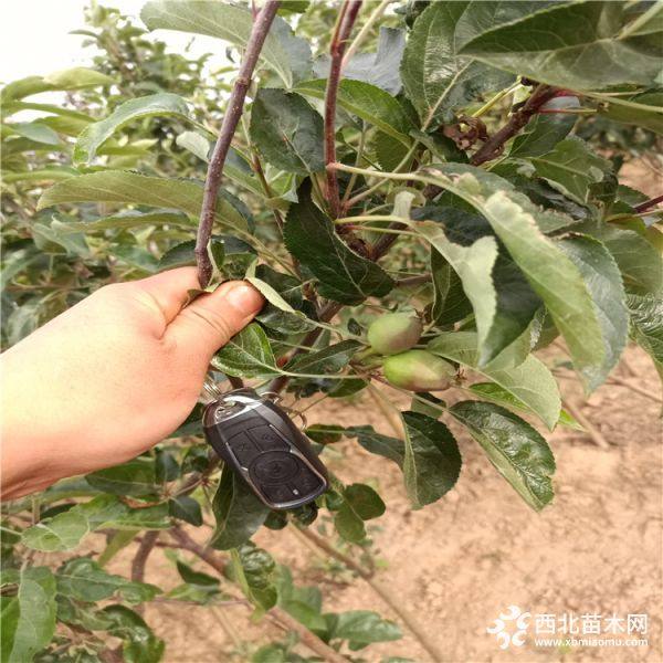 新品种苹果树苗