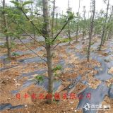 哪里卖嫁接苹果树苗-烟富8苹果树苗多少钱一棵2公分苹果树苗