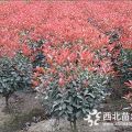 優(yōu)質紅葉石楠球價格2019年信息