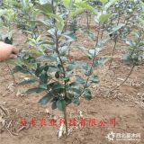 哪里卖苹果苗-华硕苹果树苗基地价格-3-5公分苹果树