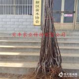 晚熟苹果树苗哪里卖-火箭小苹果树苗哪里卖的、1公分苹果苗