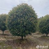 河南紅葉石楠樹、球價(jià)格是多少