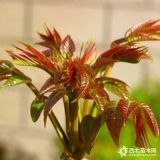 香椿苗價(jià)格 紅油香椿苗哪里有賣的 大棚香椿苗哪邊好