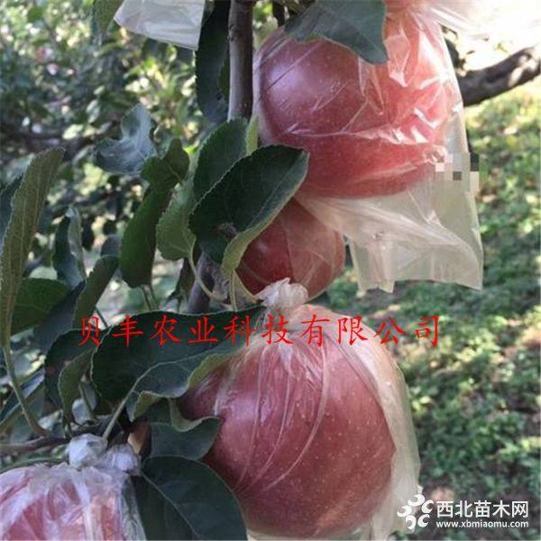 鲁丽苹果树苗