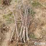 烟富8号苹果苗，矮化烟富8号苹果苗结果基地