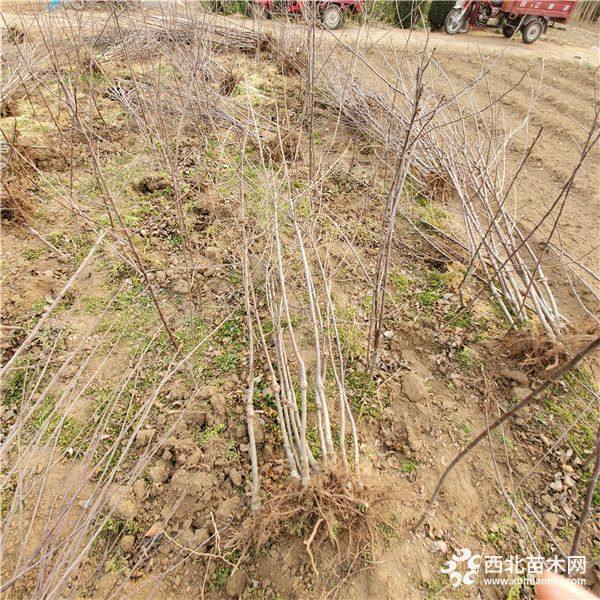 烟富8号苹果苗，矮化烟富8号苹果苗结果基地