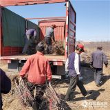 矮化苹果苗 矮化苹果苗培育基地 矮化苹果苗出售