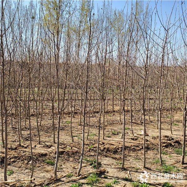 苹果树苗基地、苹果树苗多少钱一棵、苹果树苗价格