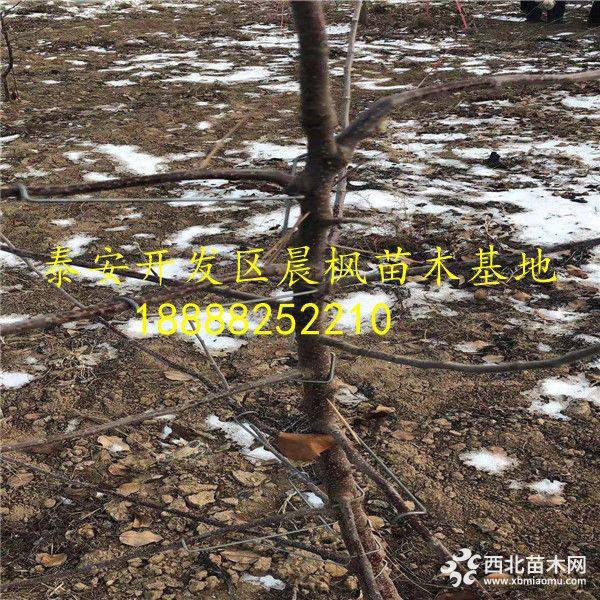 红玫瑰苹果苗批发价格、红玫瑰苹果苗多少钱