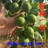 冠核一號核桃苗哪里賣真的？冠核一號核桃苗品種介紹！江蘇核桃苗