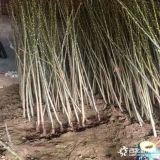 紅油香椿苗 矮化香椿苗種植基地 可參觀的香椿苗廠家