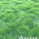 供應(yīng)景德鎮(zhèn)馬尼拉草皮