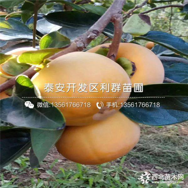 柿子苗 柿子苗批发