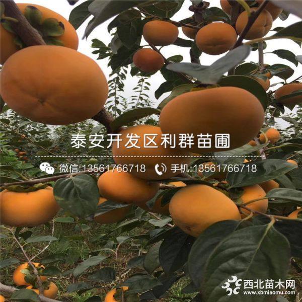 柿子苗出售 柿子苗价格 柿子苗基地