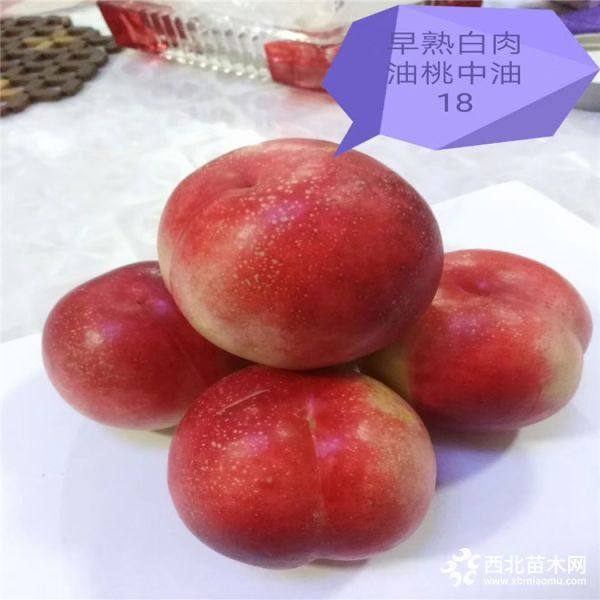 新品種桃樹(shù)苗