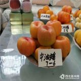 桃樹苗哪里賣，中華壽桃樹苗出售價(jià)格、新品種桃樹苗哪里有