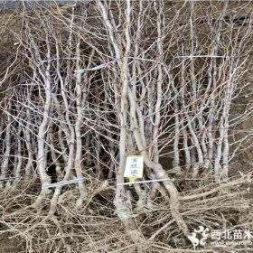 茶壶枣枣苗每日价格、4公分茶壶枣枣苗价格