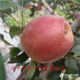 早熟蘋(píng)果樹(shù)苗哪里有賣(mài)的、華碩蘋(píng)果樹(shù)苗哪里出售-2公分蘋(píng)果樹(shù)苗