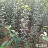 嫁接蘋果苗品種 蘋果苗種植哪個(gè)品種好 泰安早熟蘋果價(jià)格