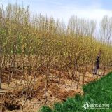 梨树苗多少钱 梨树苗出售 梨树苗基地