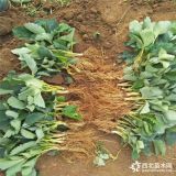 豐香草莓苗價(jià)格多少錢 豐香草莓苗基地