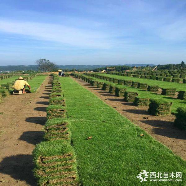 马尼拉草坪卷