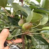 晚熟苹果树苗哪里有卖的、鲁丽苹果树苗基地价格-2公分苹果树苗