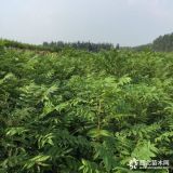 香椿树苗批发 基地香椿芽苗批发报价表