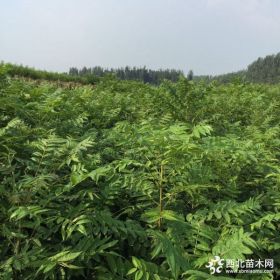 香椿苗价格 香椿树苗批发价格多少钱