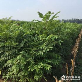 香椿苗价格 红油香椿树苗多少钱