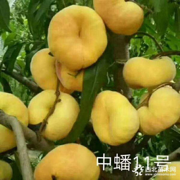 鲁丽苹果苗