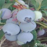 哪里批發(fā)桃樹苗=黃金蜜1號桃樹苗出售價格、新品種桃樹苗哪里有