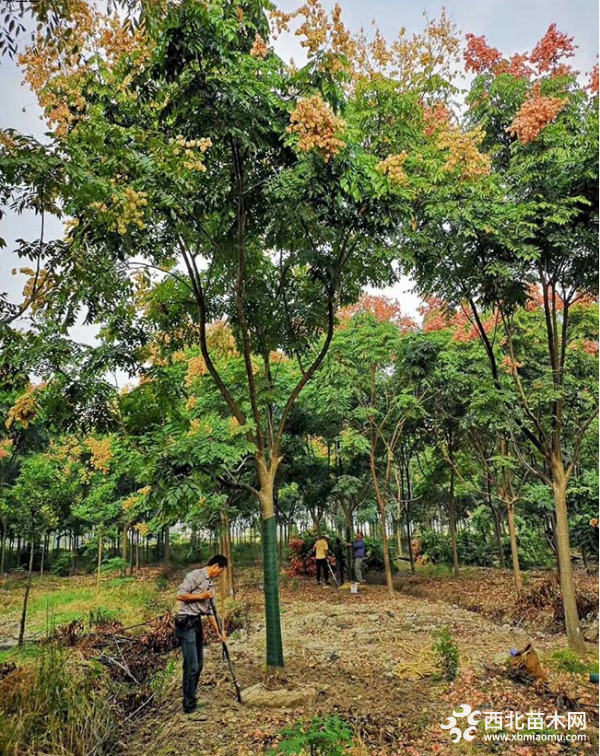 黄山栾树花期(黄山栾树花期多长时间)