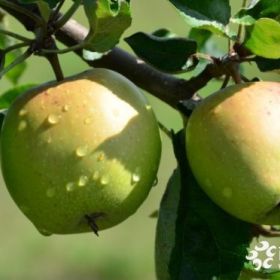 一年苹果苗多少钱、一年苹果苗价格