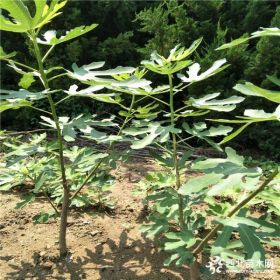 波姬红无花果苗多少钱一颗、布兰瑞克无花果苗、无花果苗批发基地