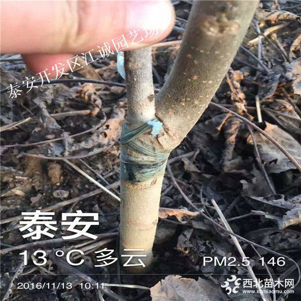 碧根果树苗价格