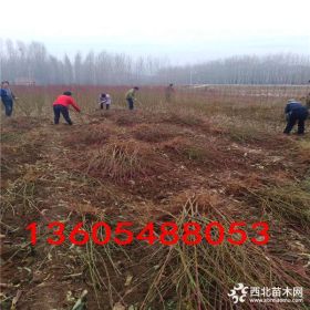 1公分中蟠13号桃树苗价格多少钱、中蟠13号桃树苗基地