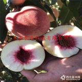 哪里賣桃樹苗-映霜紅桃樹苗哪里賣、哪里有新品種桃樹苗