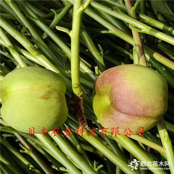 晚熟桃樹(shù)苗