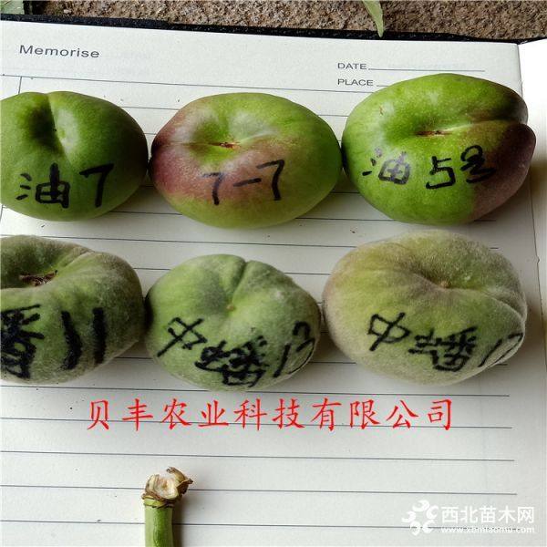 好品种桃树苗