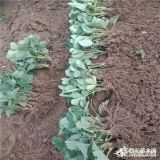 脱毒无菌草莓苗   基地直销草莓苗