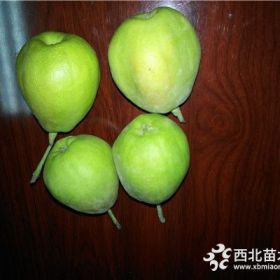 4公分紅香酥梨苗價(jià)格、紅香酥梨苗每周價(jià)格