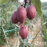 早生喜水梨苗每日价格4公分