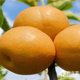 圓黃梨樹苗每日價格4公分