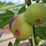 金傲芬无花果树苗简介 金傲芬无花果价格多少