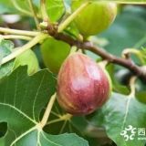 布兰瑞克无花果树苗简介布兰瑞克价格多少